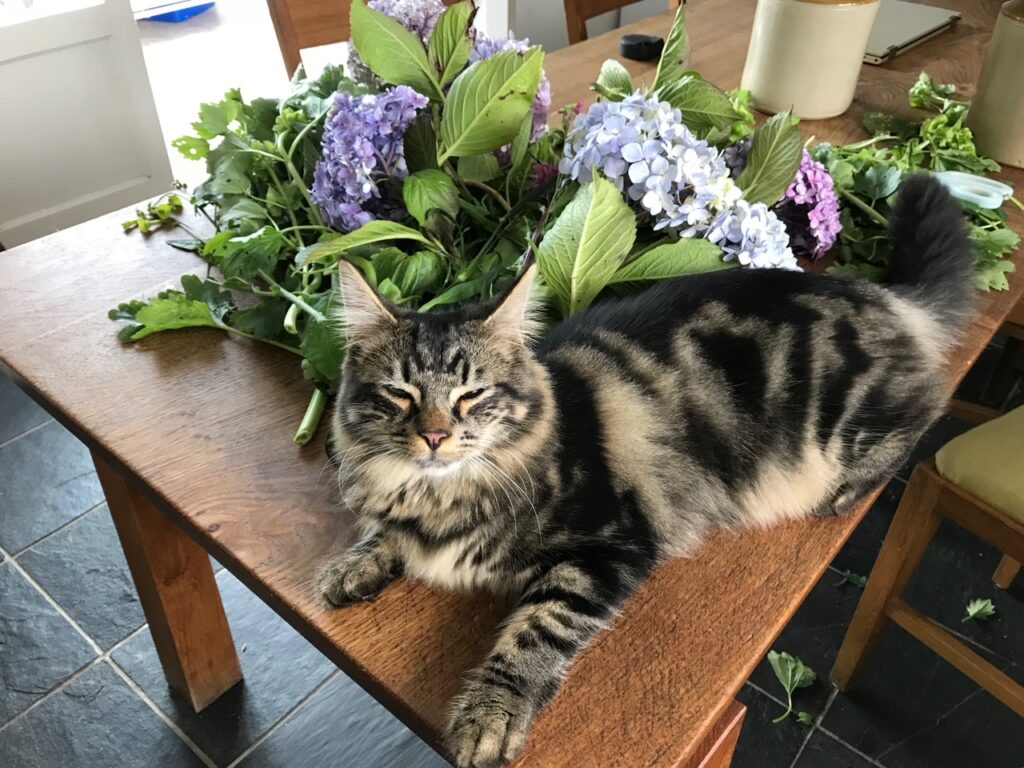 One of our cats sat beside a pile of freshly cut organic flowers